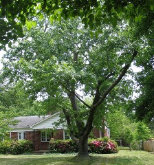 The House - before